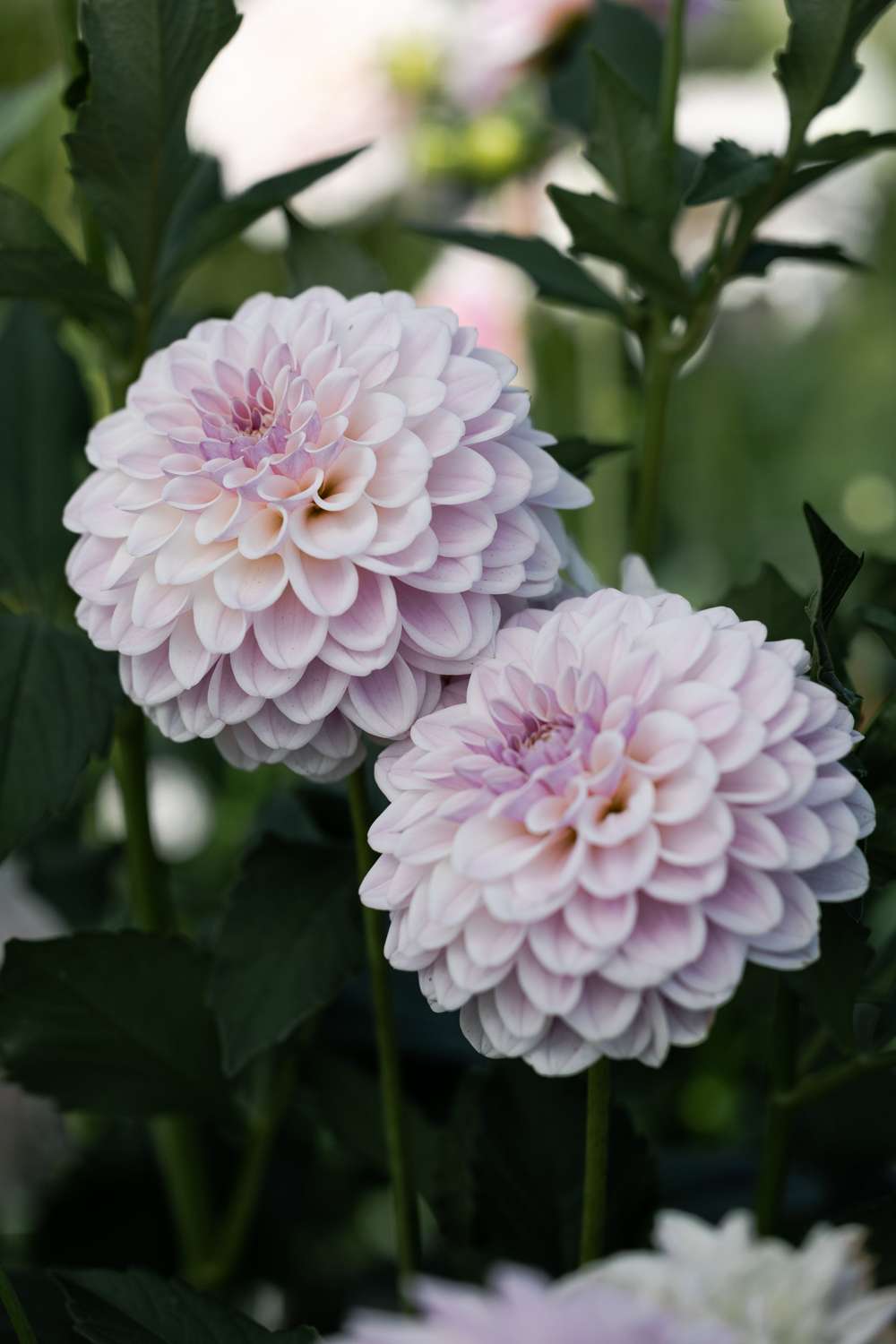 Dahlia 'Pink Silk'